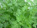 Parsley Italian 